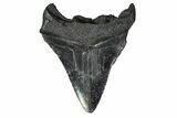 Bargain, Fossil Megalodon Tooth - Georgia #151572-2